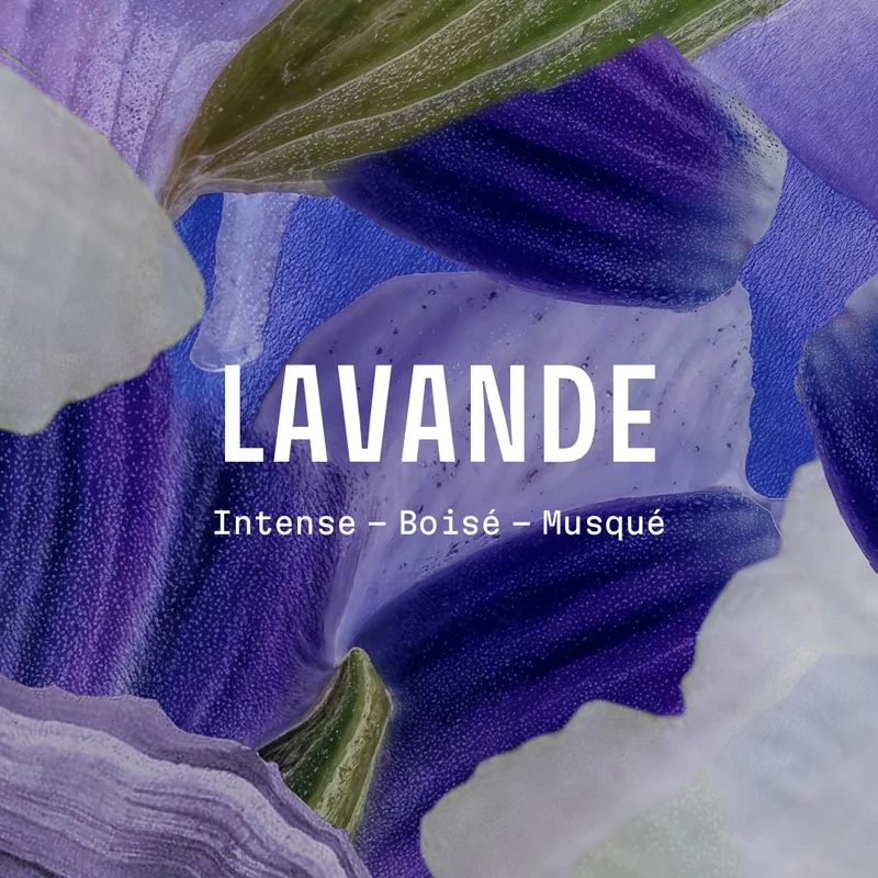 Huile de massage relaxante - Lavande Iconique 100ml
