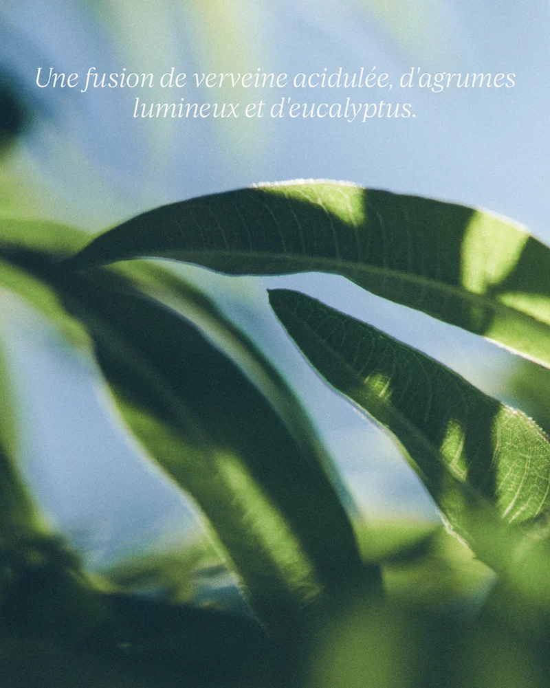 L'Occitane Savon Liquide Mains Verveine (flacon en verre)