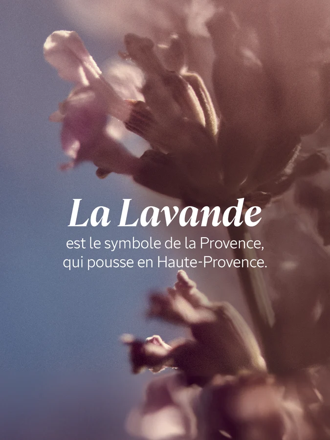 L'Occitane Gel Douche Lavande Blanche 250 ml