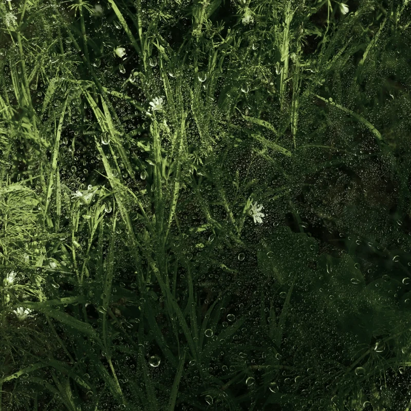Brume Biotique à l'Acide Hyaluronique