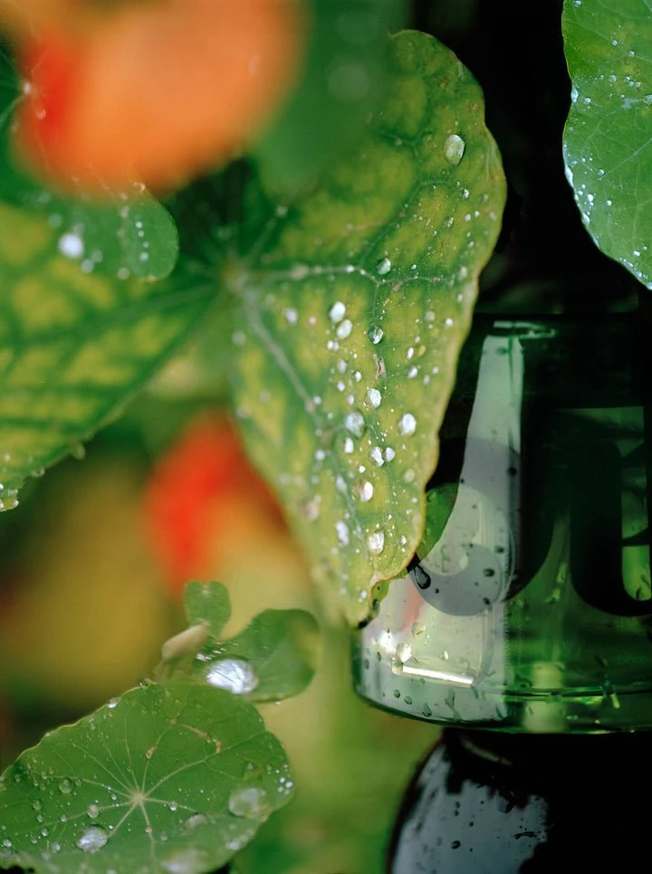 I am Verdant Eau de Parfum