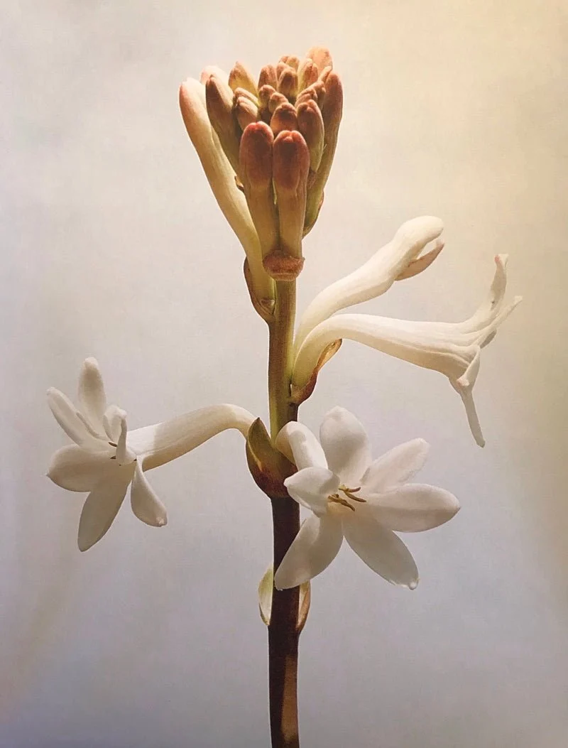 Érose