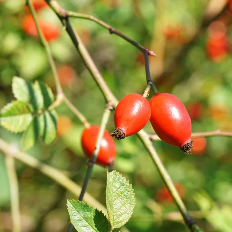 Vanilla Pod Hydrating Day Cream