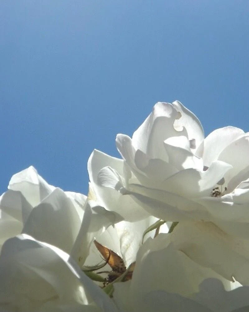 Jasmin Paradis Extrait de Parfum