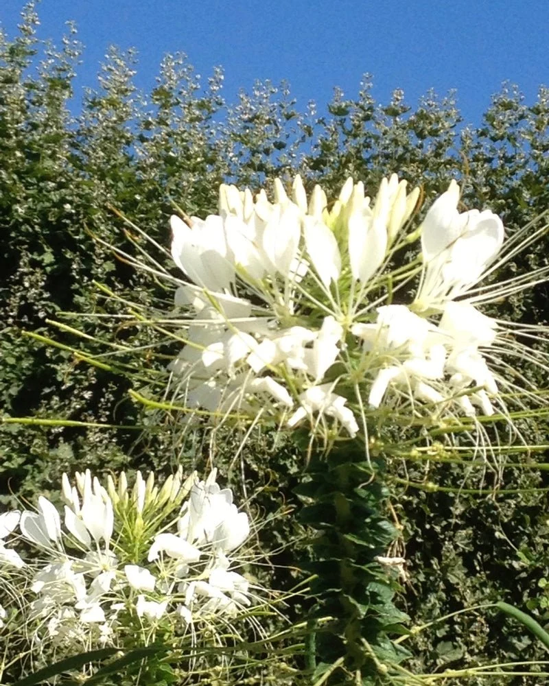 Jasmin Paradis Extrait de Parfum