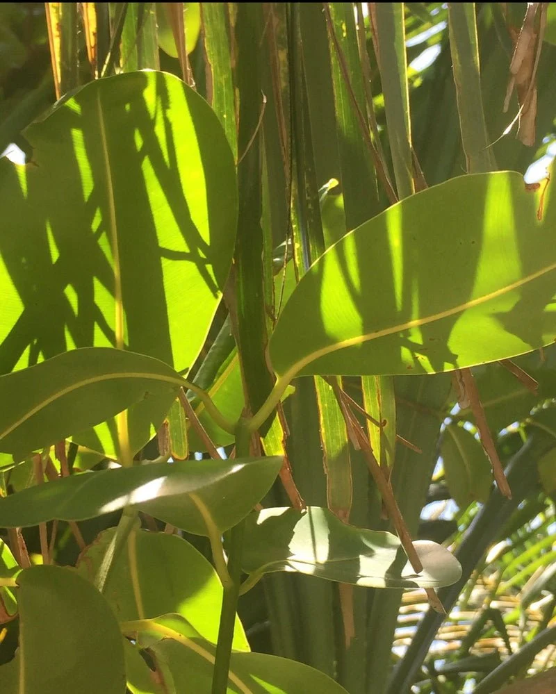 Eau Papaguéna Extrait de Parfum