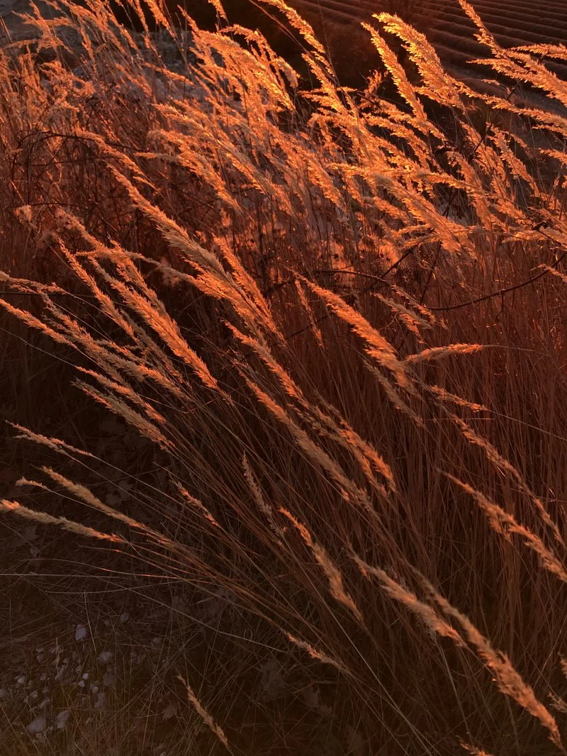 Ambre Nomade Extrait de Parfum